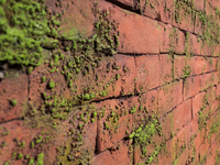 MASONRY-MOSS-Artstone-Panel-Systems-382246-relddc704c1.jpg thumb image